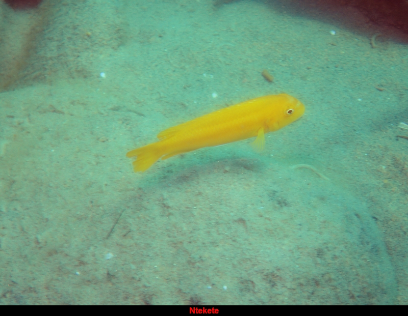Melanochromis johanni (F)