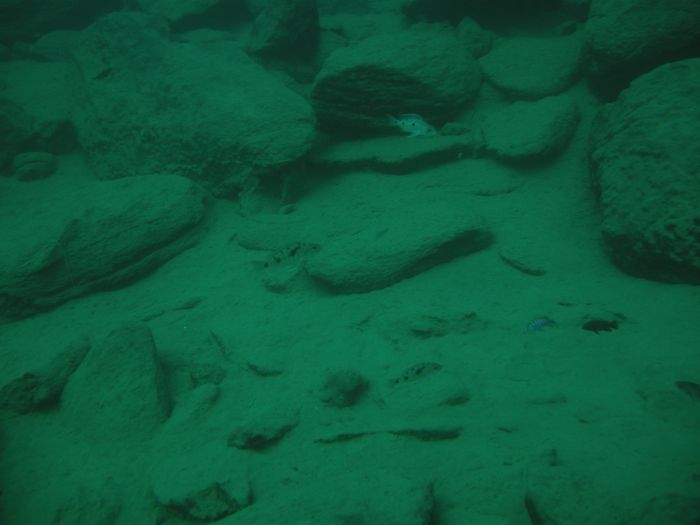Stigmatochromis tolae