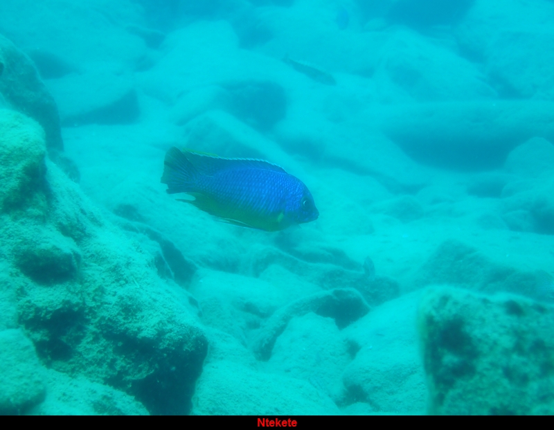 Protomelas taeniolatus