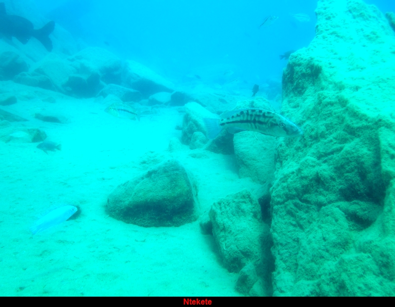 Tyrranochromis nigriventer