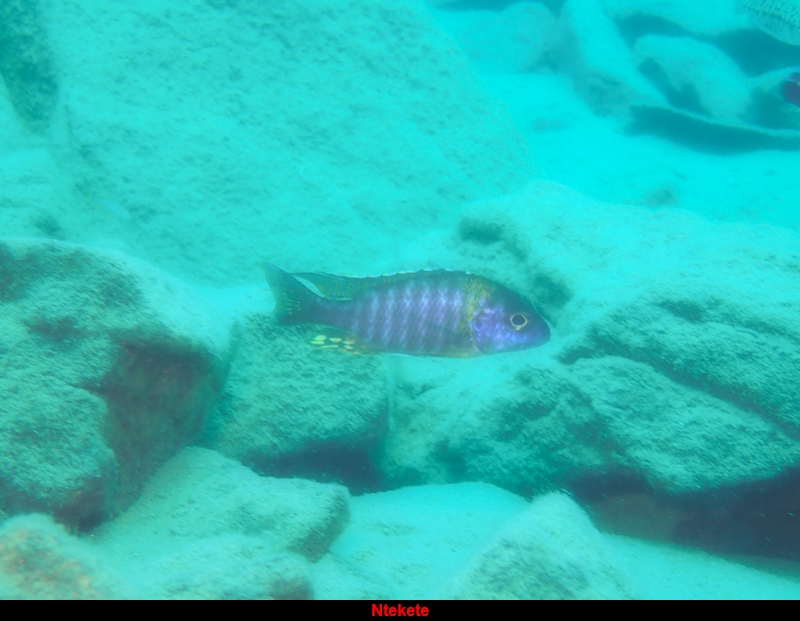 Aulonocara sp. &quot;chitande type masinje&quot; (mâle)