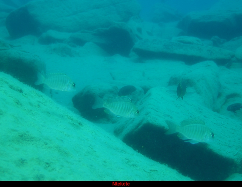 Aulonocara sp. &quot;chitande type masinje&quot; (femelles)