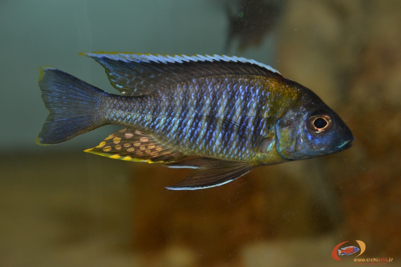 A. sp yellow collow chemwezi M1.jpg