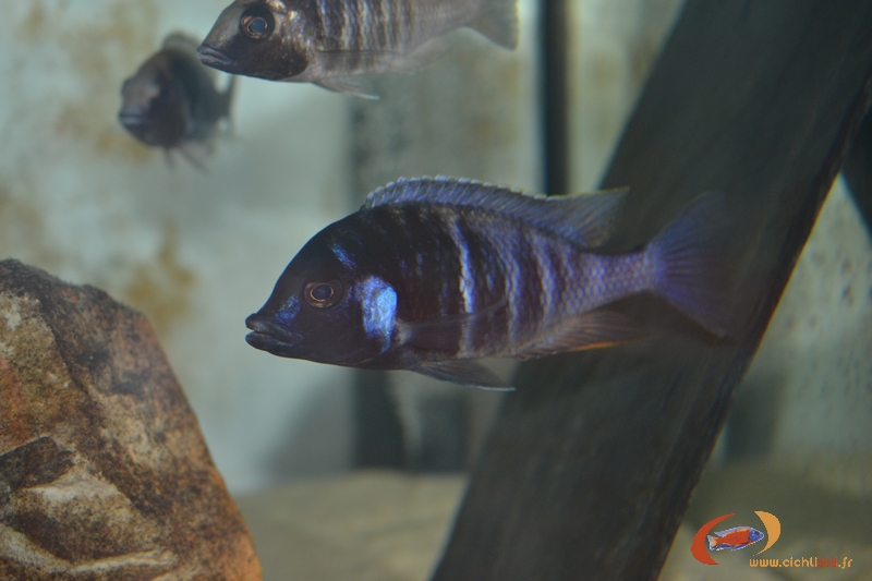 Placidochromis electra Fort Maguire