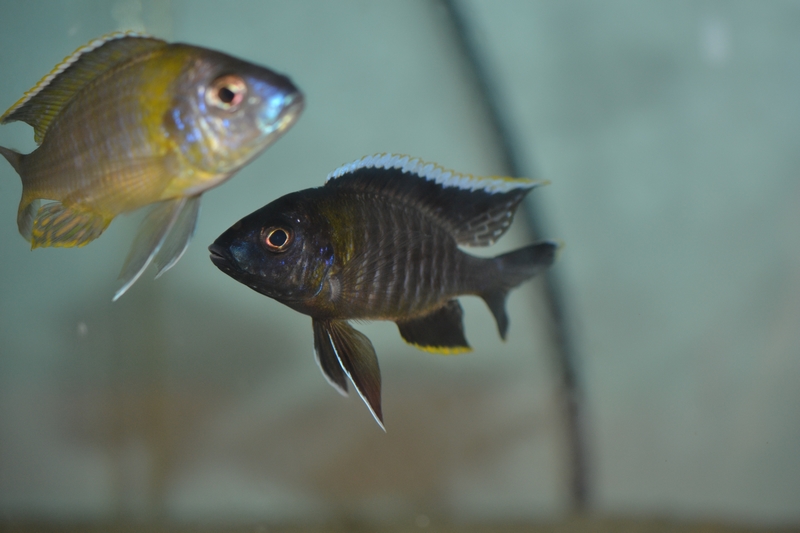 2 mâles A. sp. yellow collar Chemwezi