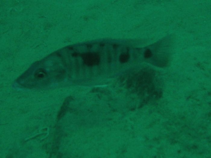 Stigmatochromis tolae