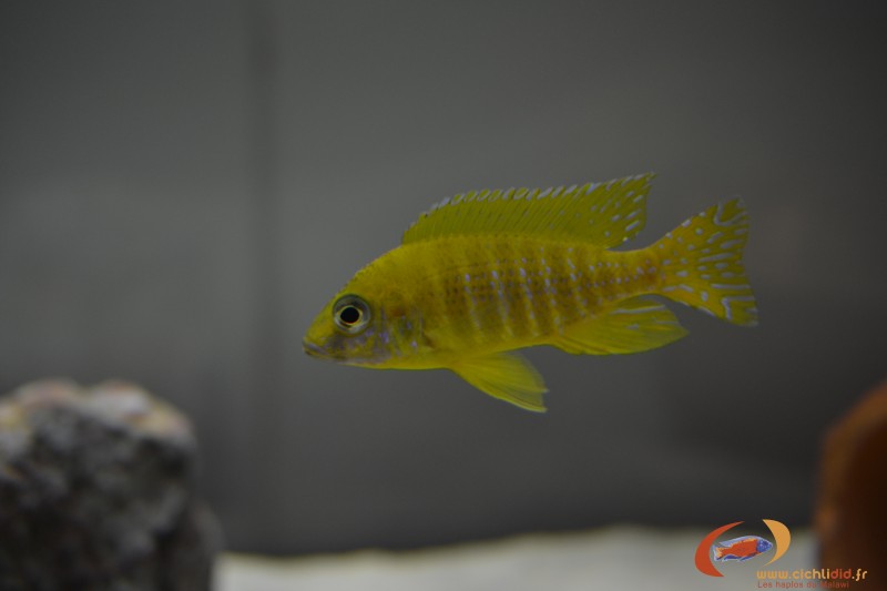 Aulonocara sp. &quot;stuartgranti maleri&quot; Maleri Island (mâle)