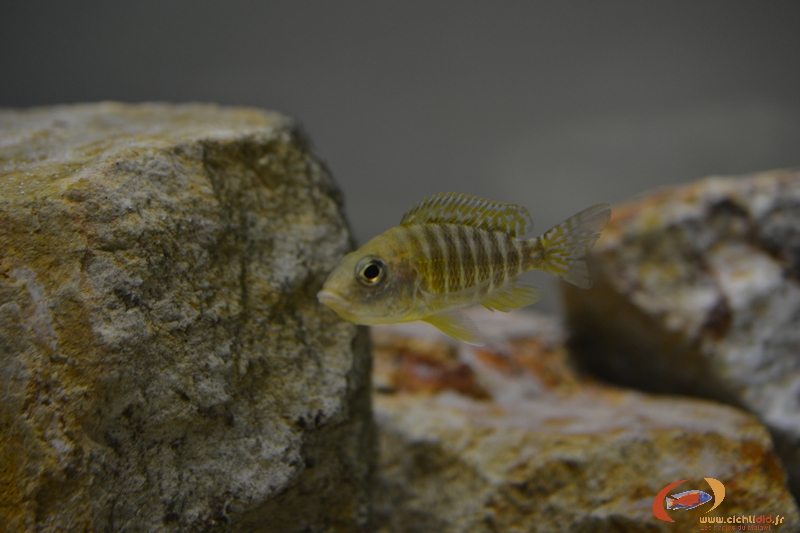 Aulonocara sp. &quot;stuartgranti maleri&quot; Maleri Island (femelle)