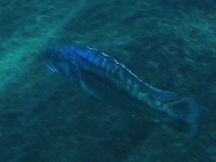 Tyrannochromis macrostoma