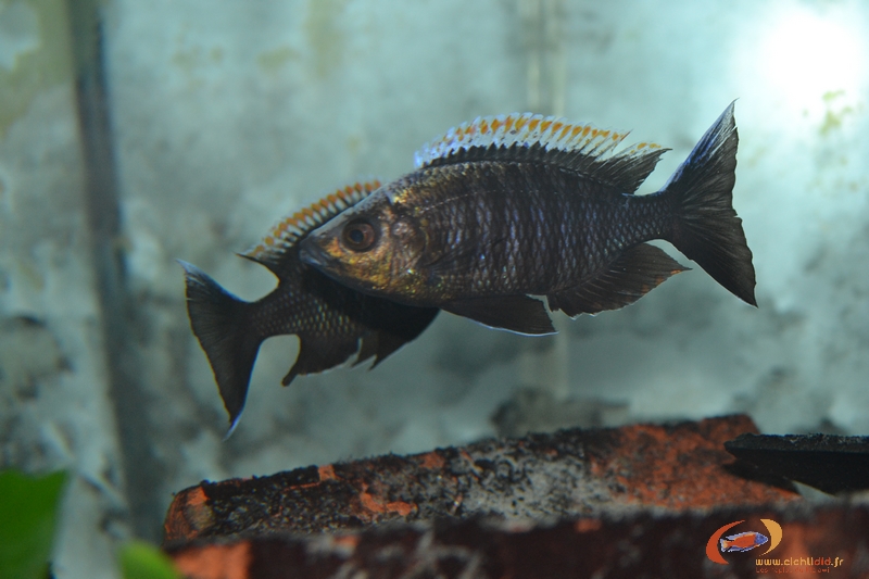 C. fire crest 2 males.jpg
