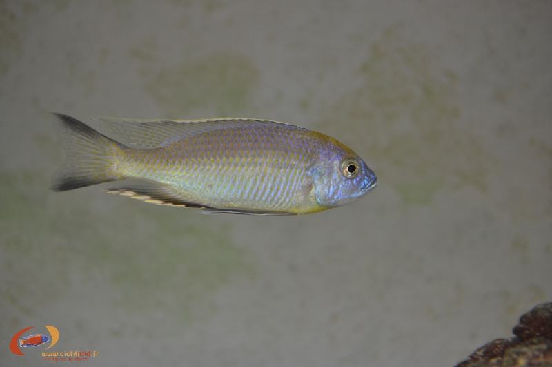 Nyassachromis prostoma Namitumbwe mâle