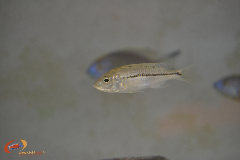 Nyassachromis prostoma Namitumbwe femelle