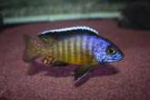 mini_406044AulonocarahueseriLikomaMale.jpg
