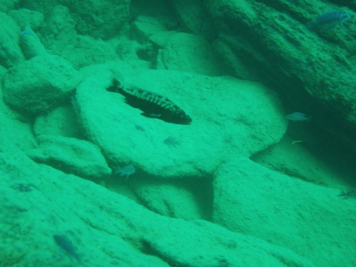Tyrannochromis macrostoma