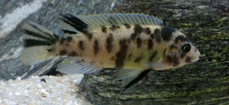 male_m10.jpg