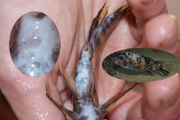 931285labeofcopie.jpg