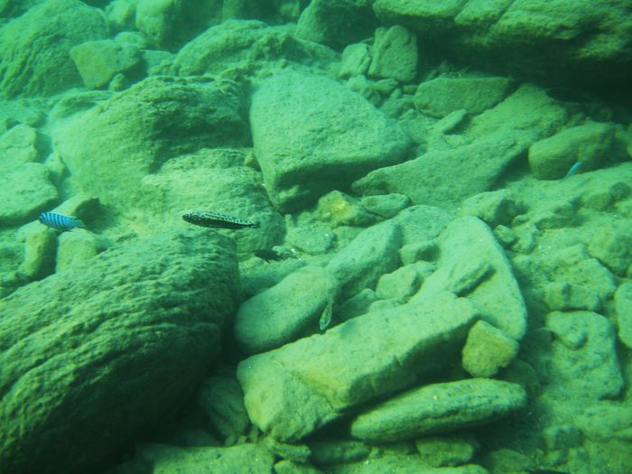 Tyrannochromis macrostoma