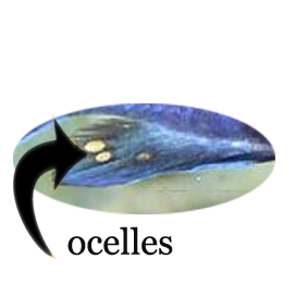 151280ocelle.png