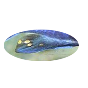 600711analepointue.png