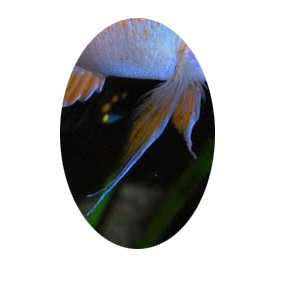 312363pelviennelongue.png