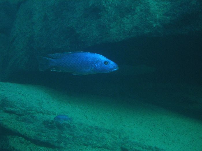 Tyrannochromis nigriventer