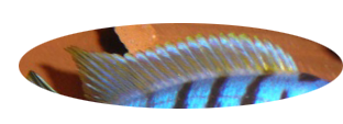 619516dorsalepointue.png
