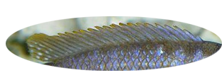 869915dorsalearrondie.png