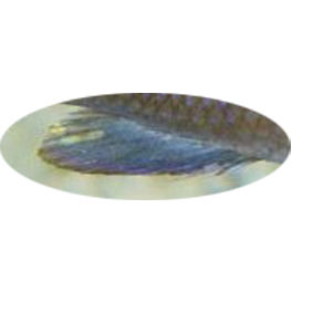 207555analaarrondie.png
