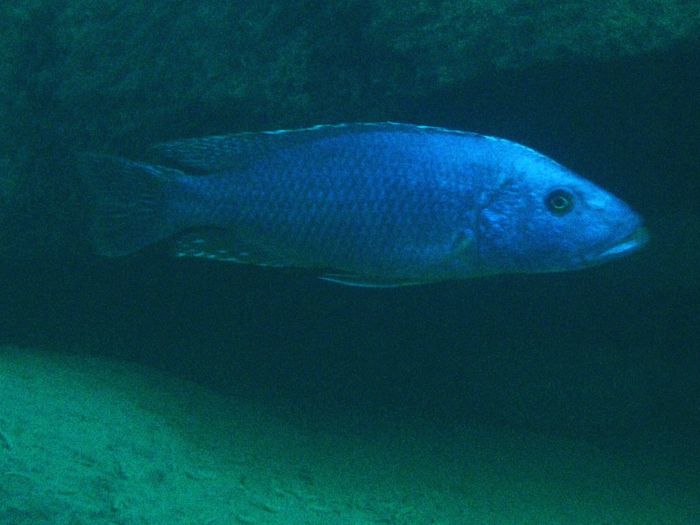 Tyrannochromis nigriventer