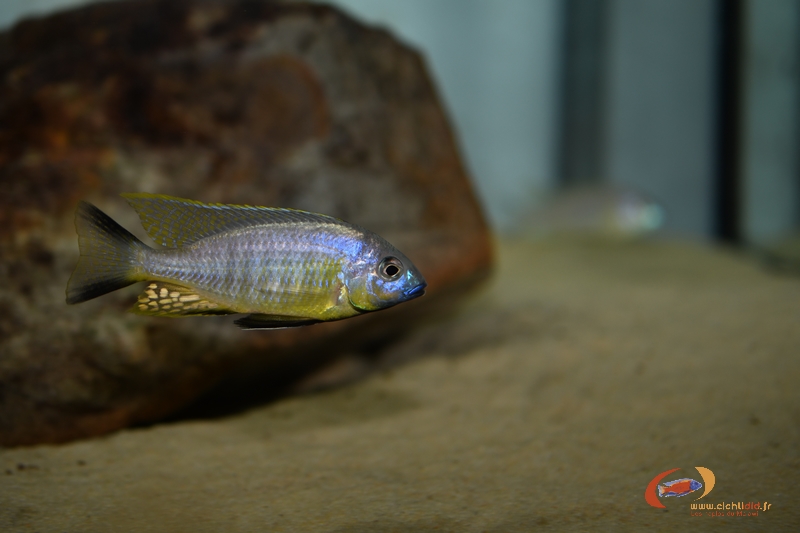 L. sp auritus lion3.jpg