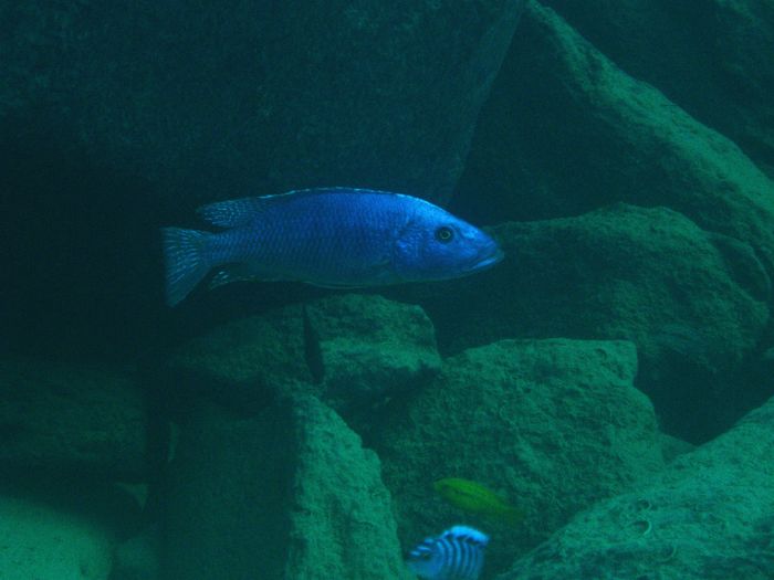 Tyrannochromis nigriventer