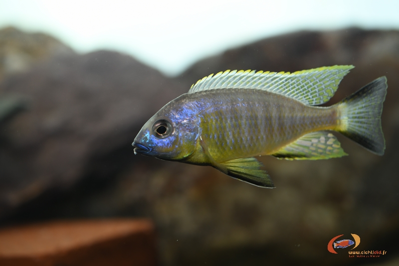 L. sp auritus lion5.jpg