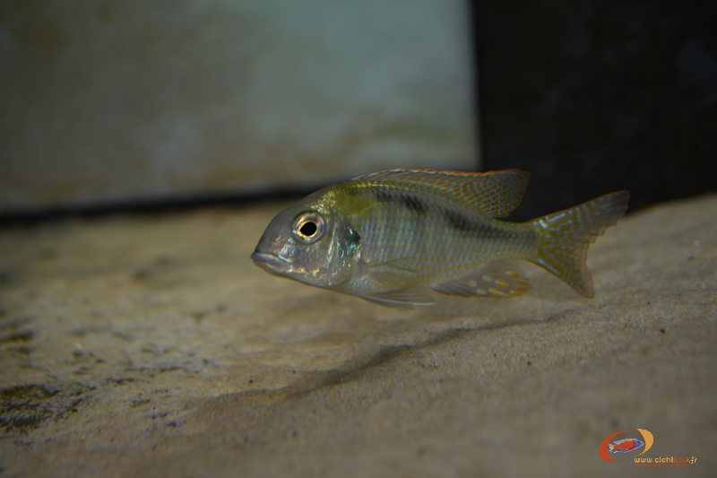 Tramitichromis sp. 'chirwa' Chirwa