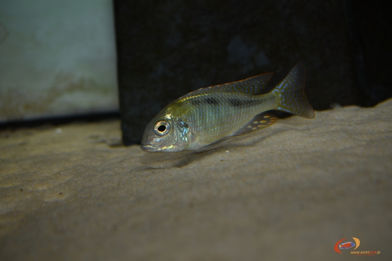 Tramitichromis sp. 'chirwa' Chirwa