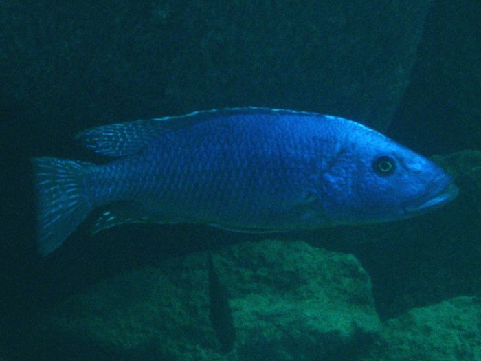 Tyrannochromis nigriventer