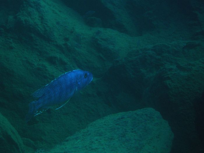Tyrannochromis nigriventer