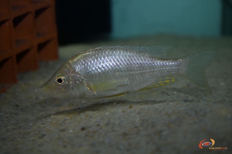 Aulonocara rostratum Chimwalani (F)