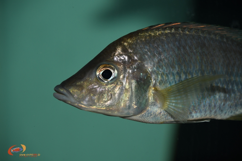 Aulonocara rostratum Chimwalani (F)