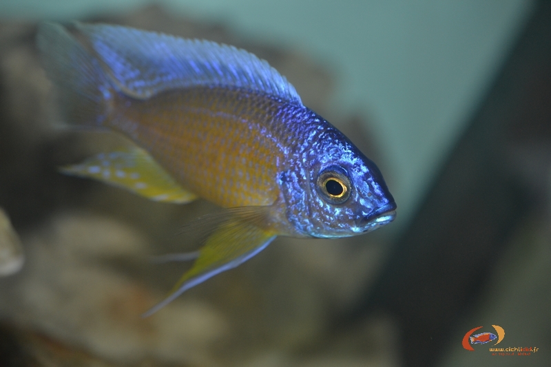 Copadichromis borleyi Nkhata Bay