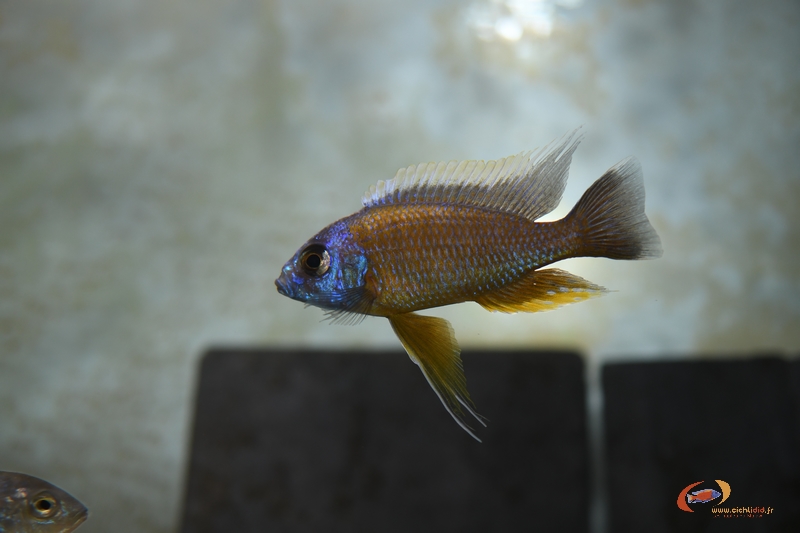 Copadichromis borleyi Nkhata Bay