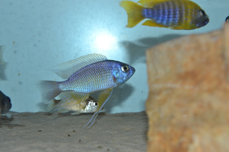 Copadichromis borleyi Nkhata Bay