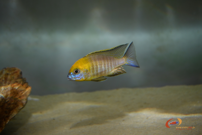Lethrinops sp. 'gold' harbour Bay