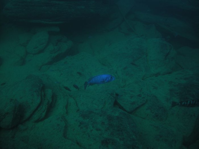 Tyrannochromis nigriventer