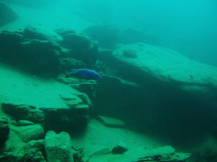 Tyrannochromis nigriventer