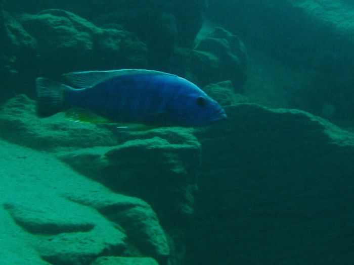 Tyrannochromis nigriventer