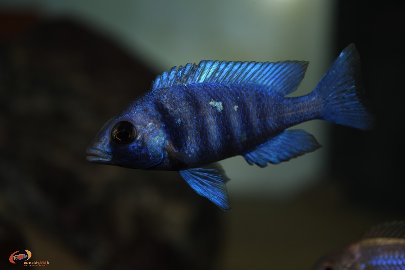 Placidochromis sp. 'phenochilus tanzania'