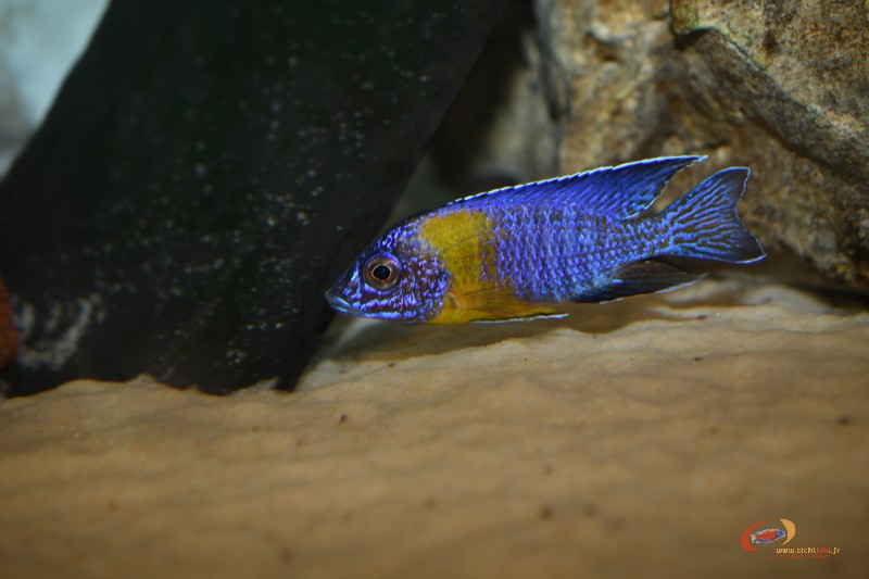 Aulonocara stuartgranti Chitimba bay (variété d'eau peu profonde: &quot;Maulana&quot;)