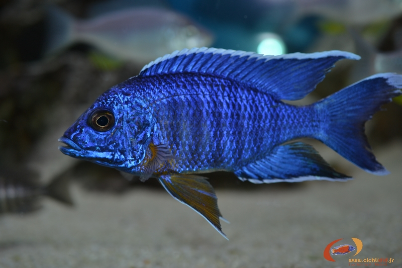 Aulonocara stuartgranti Chitimba bay (variété vivant en profondeur vers les 20 mètres): &quot;Maisoni&quot;