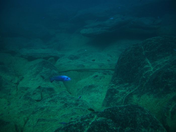 Tyrannochromis nigriventer