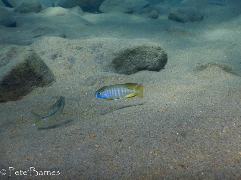 Lethrinops microstoma